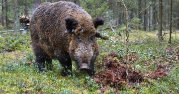 Schwarzwild sollte stets mit einer Saufeder abgefangen werden