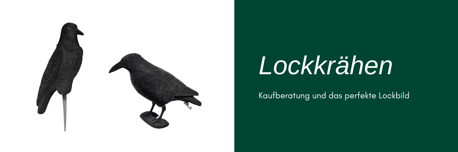 Lockkrähen - Kaufberatung und das perfekte Lockbild