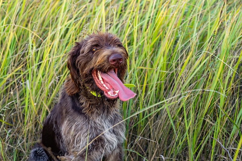 Der Jagdhund sollte stets einen GPS Tracker tragen