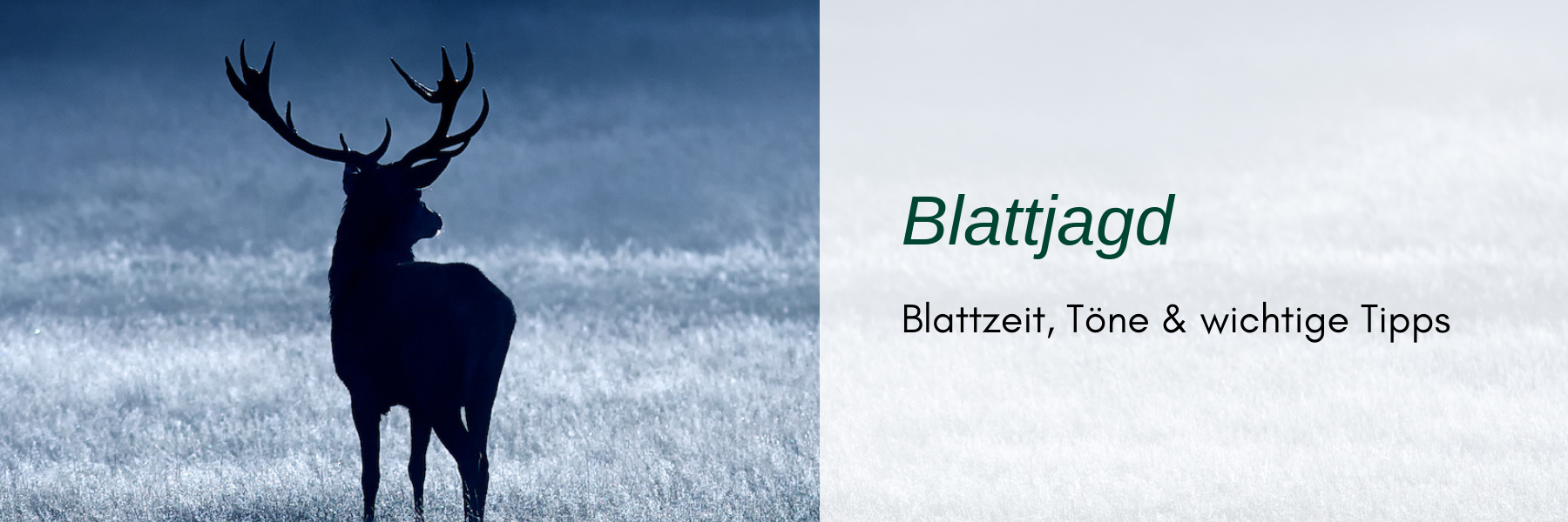 Die Blattjagd - Blattzeit, Töne & wichtige Tipps