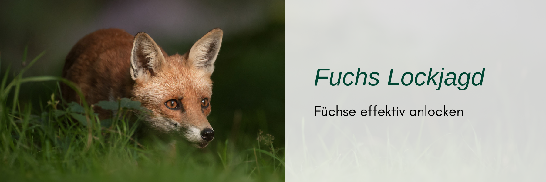 Fuchs Lockjagd - Wie man Füchse anlockt