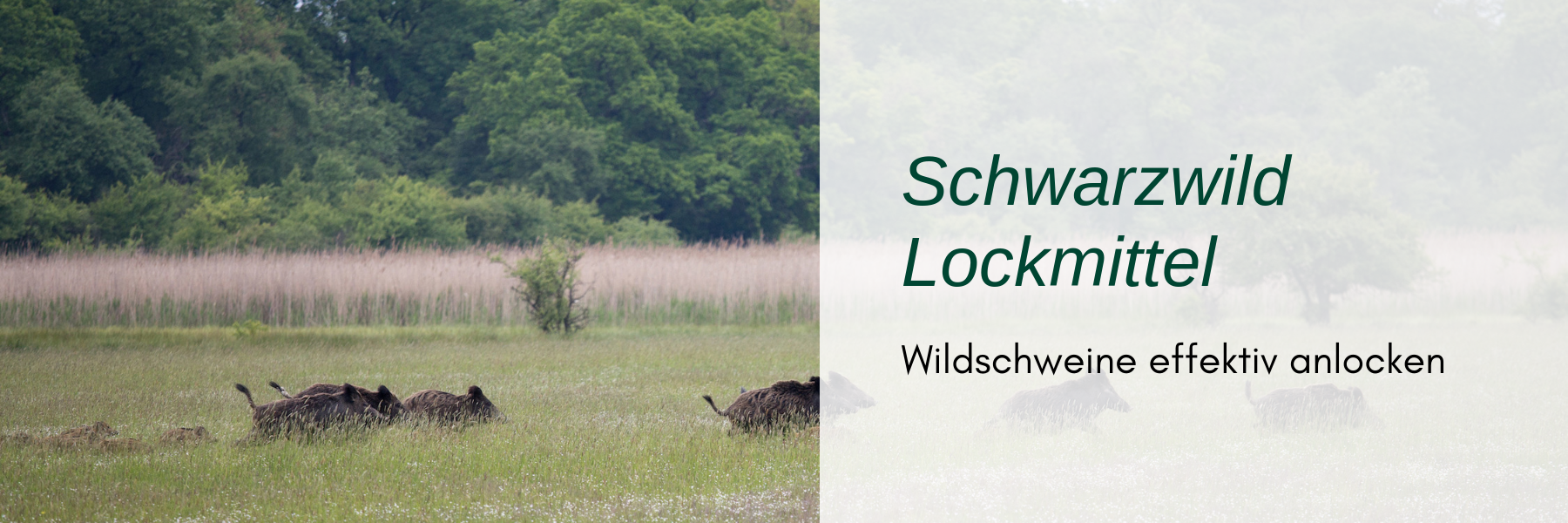 Schwarzmittel Lockjagd - Wie man Wildschweine effektiv anlockt