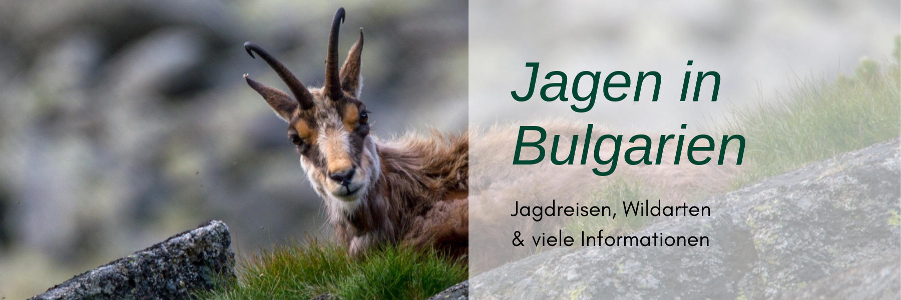 Jagdreise Bulgarien