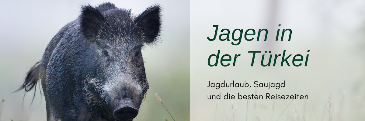 Eine Jagdreise in der Türkei bietet Schwarzwildjagden und mehr