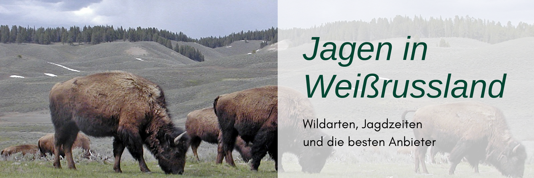 Jagdreise Weißrussland