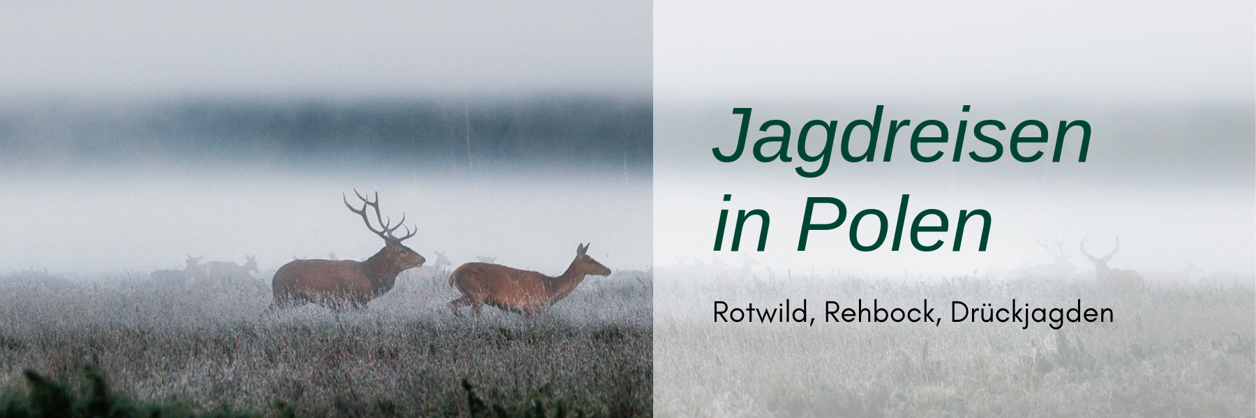 Jagdreisen Polen: Eine spannende Alternative zu deutschen Wäldern