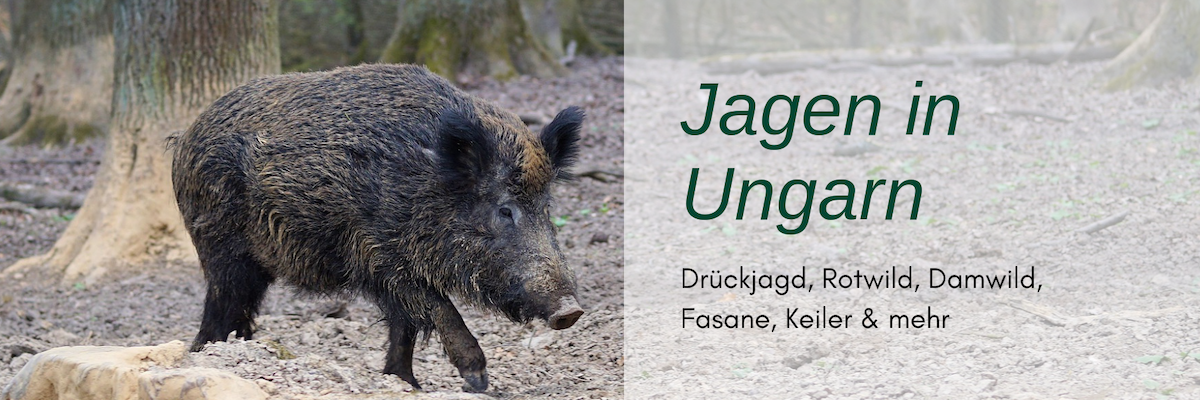 Jagdreisen Ungarn