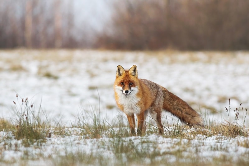 Lockjagd auf den Fuchs im Winter