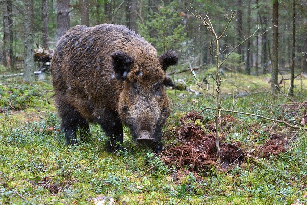 Schwarzwild sollte stets mit einer Saufeder abgefangen werden