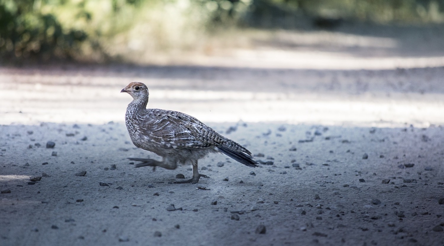 Jagdreise Österreich Auerwild