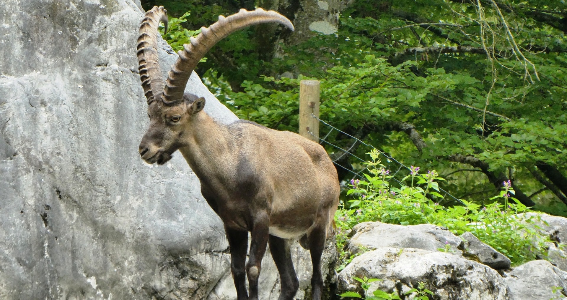 Jagdreise Österreich Steinbock