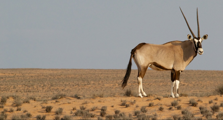 jagdreisen-afrika-e1564586434865-768x416