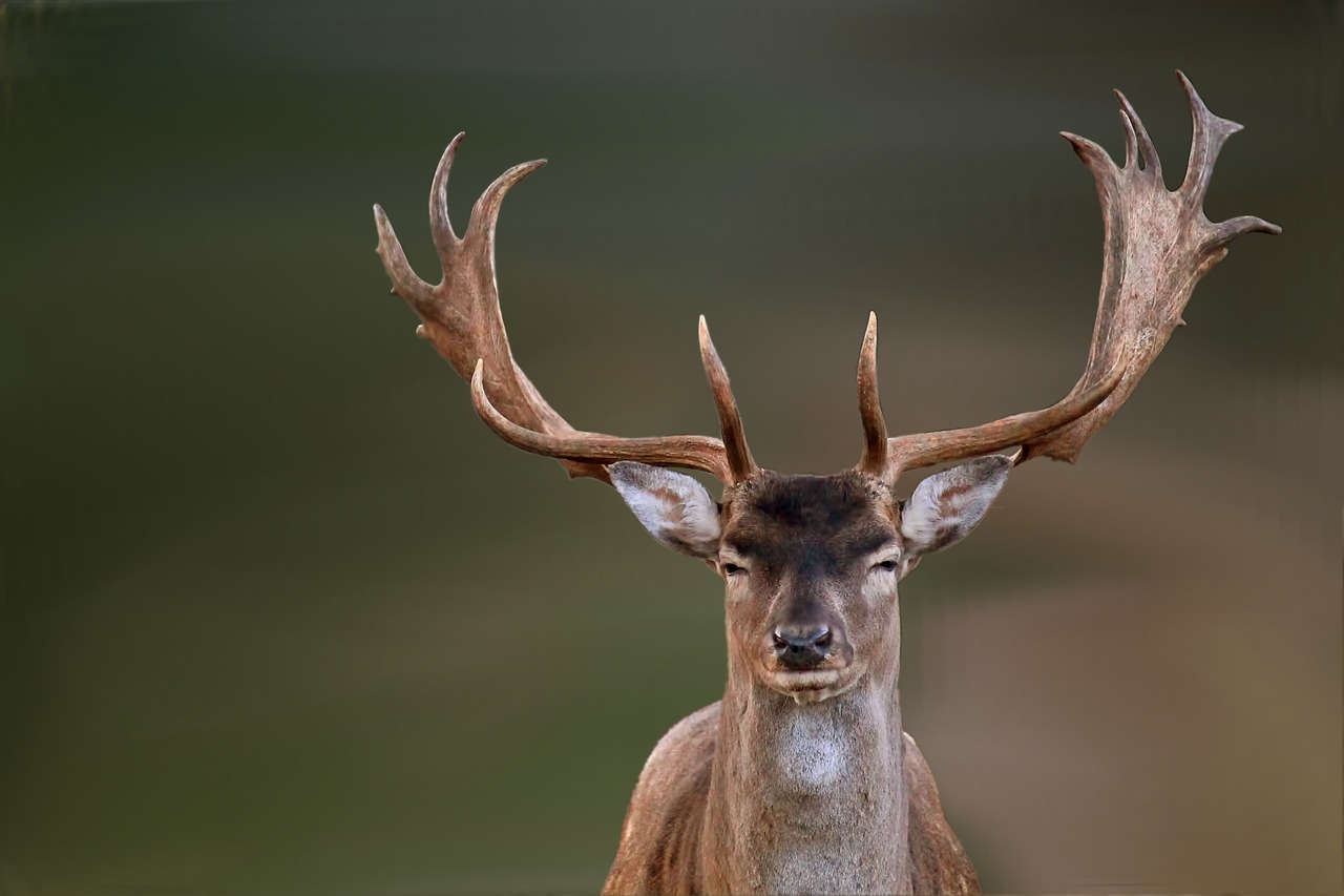 Damwild bei Jagdreisen in Polen