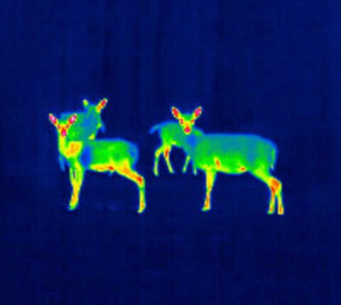 Wärmebildkamera Jagd – Das beste Modell für jeden Anlass