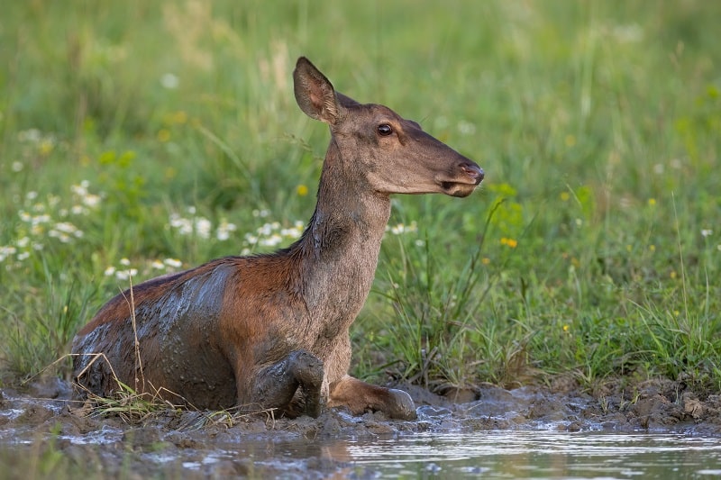 Wildkamera an der Suhle zeichnet Rotwild auf