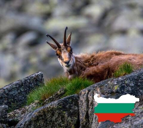 Jagen in Bulgarien, Jagdreisen, Wildarten und viele Informationen