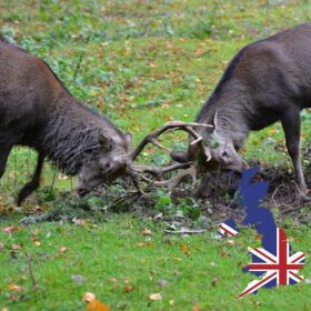 Jagdreisen England – Bockjagd, Wasserreh, Muntjak, Fuchsjagd, Reisezeiten, Rechtliches & mehr