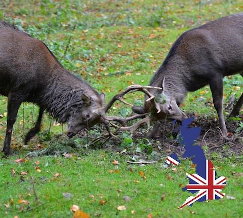 Jagdreisen England – Bockjagd, Wasserreh, Muntjak, Fuchsjagd, Reisezeiten, Rechtliches & mehr
