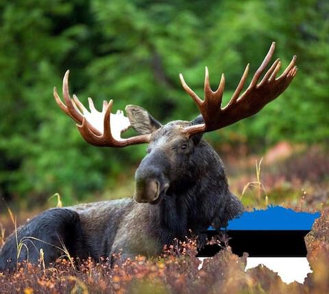 Jagd in Estland – Wildarten, Rechtliches, Tipps und die besten Anbieter