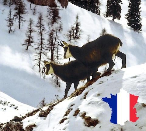 Jagdreise Frankreich – Wildarten, Reisezeiten, Rechtliches & mehr