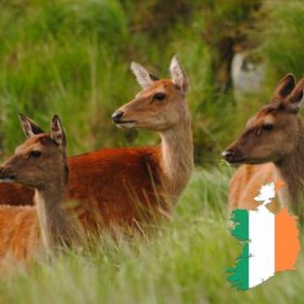 Jagen in Irland – Jagdreise, Jagdurlaub, Wildarten und mehr