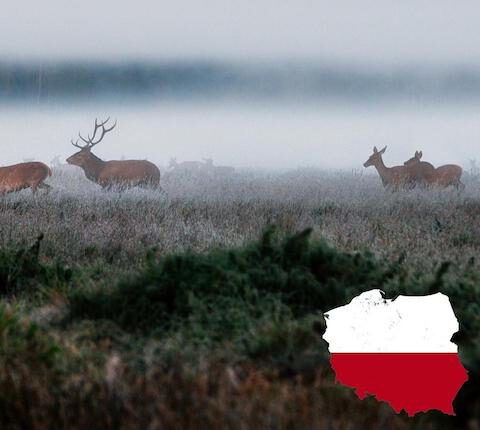 Jagdreise Polen – Rotwild, Rehbock, Drückjagden und alle Infos