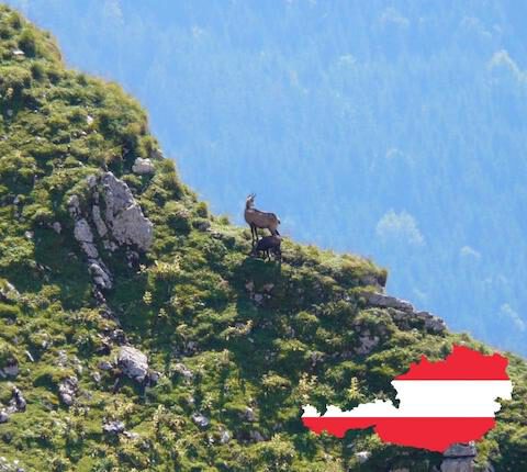Jagdreisen Österreich – Wildarten, Jagdzeiten, Besonderheiten & mehr