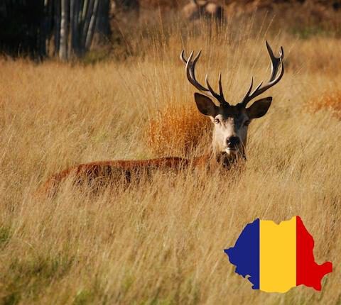 Jagdreisen in Rumänien – ein artenreiches Paradies für Jäger