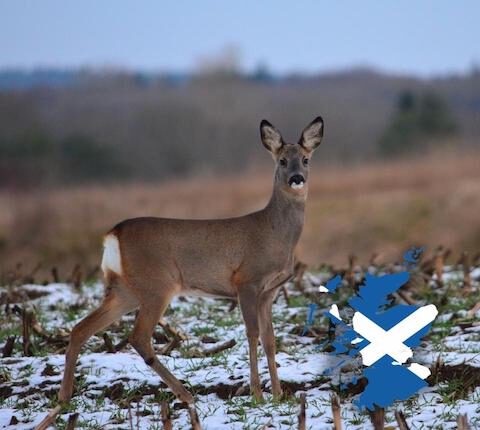 Jagdreise Schottland – Jagdurlaub mit Rotwild, Kahlwild, Bockjagd & mehr