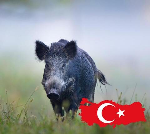 Jagen in der Türkei – Jagdurlaub, Saujagd und Reisezeiten