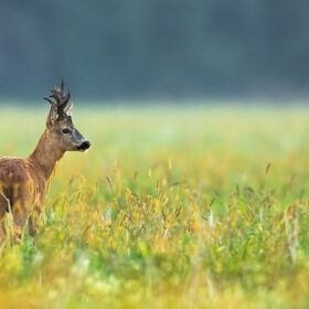 Trophäenbretter kaufen – Für alle Wildarten