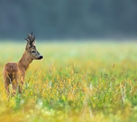 Trophäenbretter kaufen – Für alle Wildarten