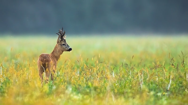 Trophäenbretter kaufen - für Rehbock, Rotwild, Damwild und Keiler