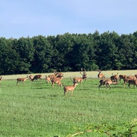 Wildschaden – rechtliche Grundlagen, Berechnung und Praxis