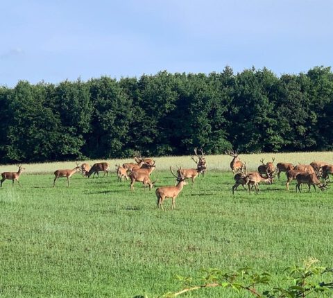 Wildschaden – rechtliche Grundlagen, Berechnung und Praxis