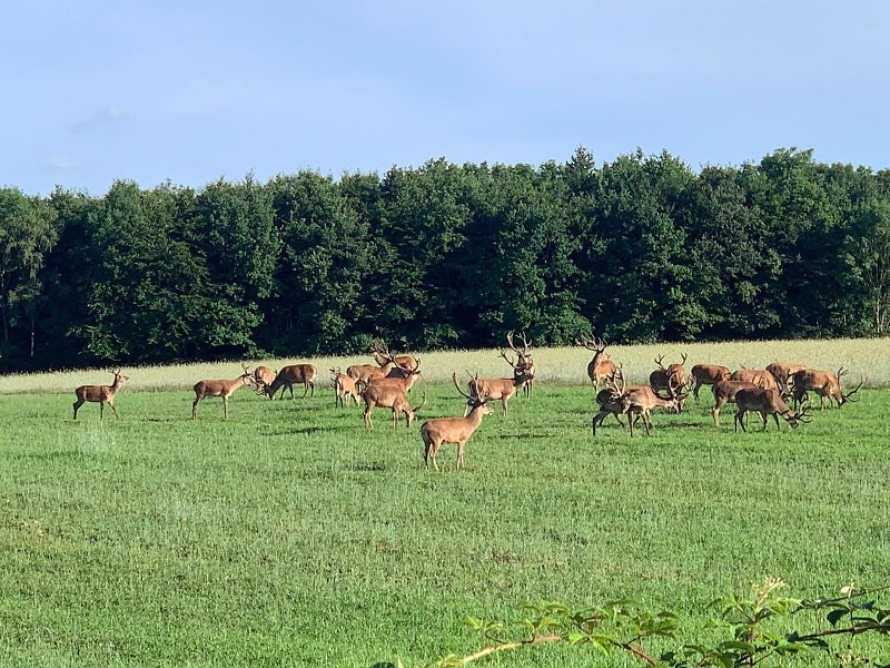 Ein Rotwild Rudel kann auf dem Feld und im Wald Wildschaden anrichten-min