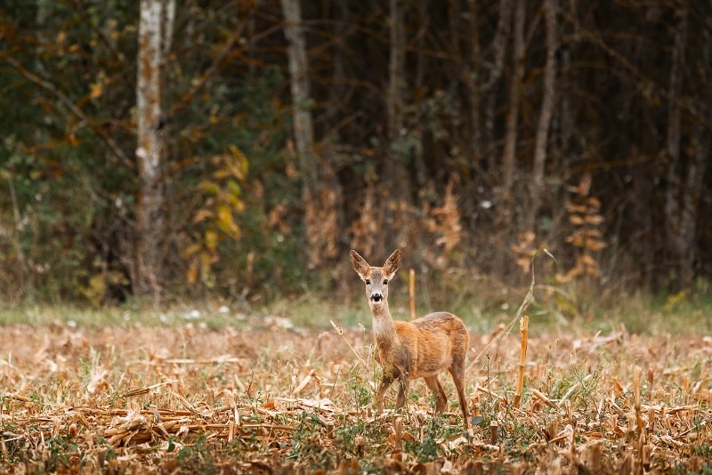 Im Forst sorgt Rehwild für Verbiss und Fegeschäden-min