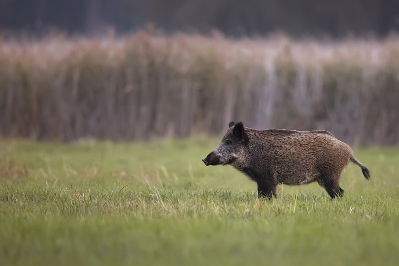 Im Weizen, Hafer und Mais kann Schwarzwild für viel Wildschaden sorgen