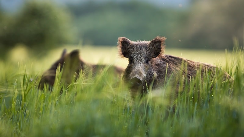 Wildschaden Schwarzwild im Getreide