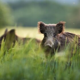 Erntezeiten und die Jagd – die wichtigsten Termine