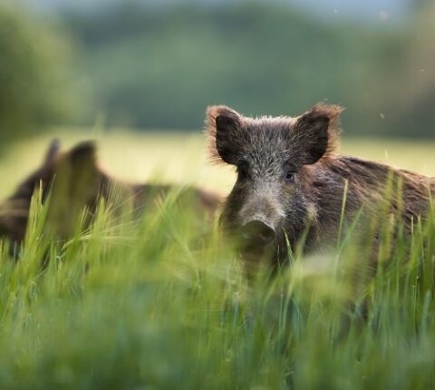 Erntezeiten und die Jagd – die wichtigsten Termine