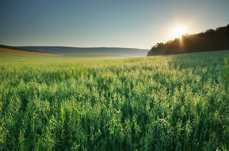 Die Erntezeit vom Hafer fällt in den August