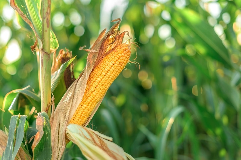 Die Mais Erntezeit wird meist lang ersehnt