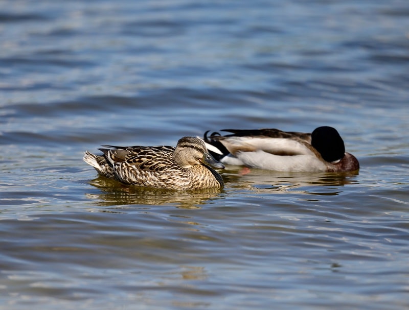 Enten kirren schafft Beständigkeit