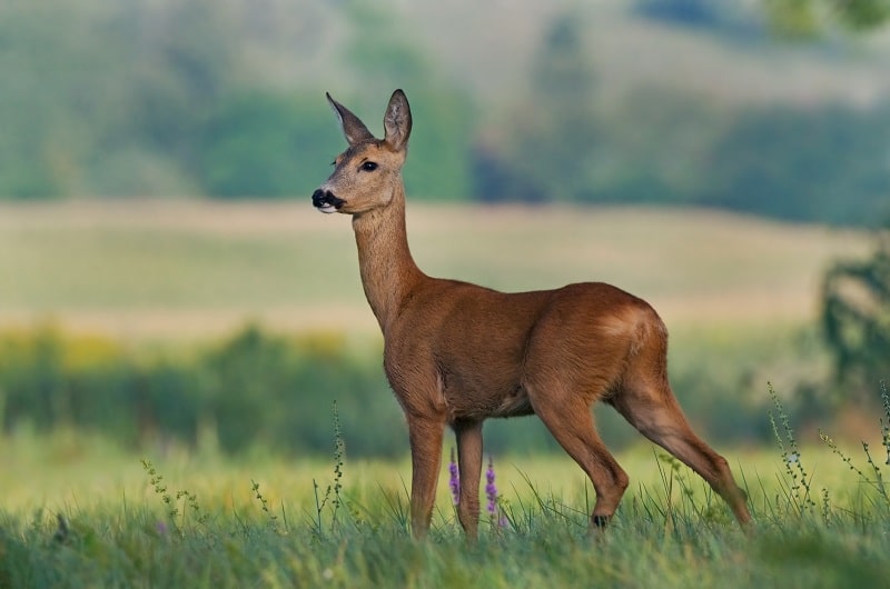 Hochwertiges Wildbret zu produzieren erfordert Vorbereitung