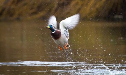 Entenjagd - 7 Tipps (und Tricks), Gesetze und Equipment