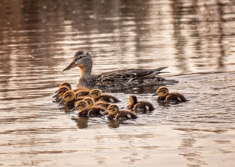 Wer Enten jagen will muss die zuvor hegen