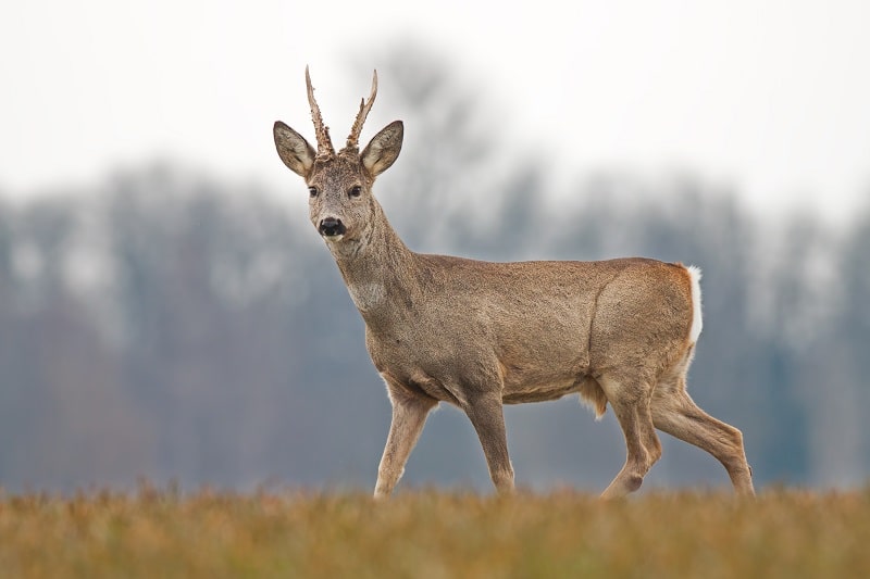 Die Rehbock Trophäe abkochen