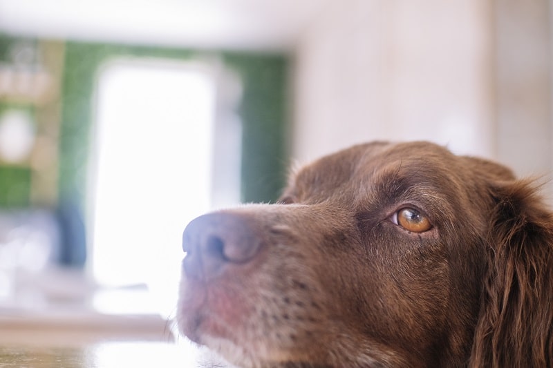 Nobby Hunde Erste Hilfe Set günstig kaufen - Askari Jagd-Shop