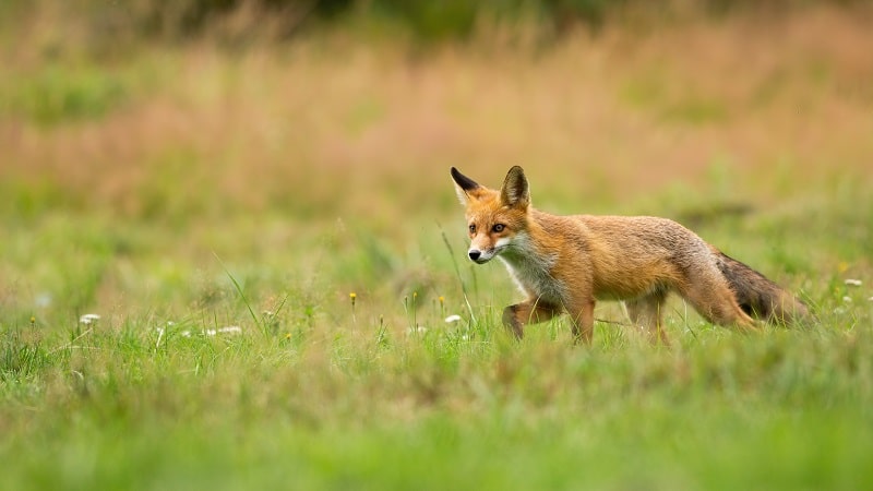 Häufig ist die erste Jagdgelegenheit auf Fuchs